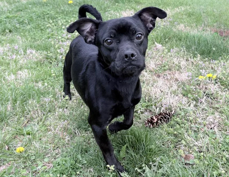 Meatball thumbnail 2