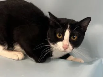 An adult small-sized male Domestic Short Hair cat named Jumanji for adoption in Golden Valley, MN