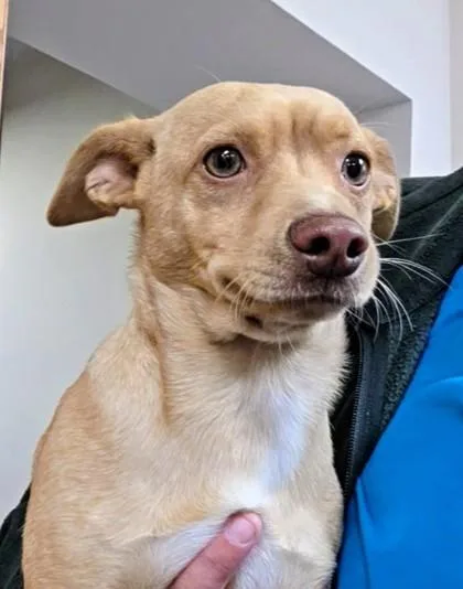 An adult small-sized male Chihuahua dog named Sourdough for adoption in Beatrice, NE