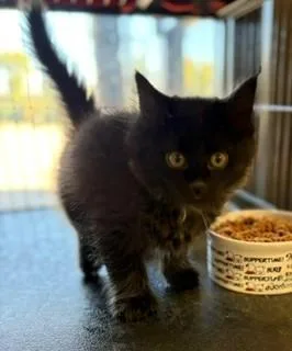 A baby medium-sized male Domestic Medium Hair cat named Loftis for adoption in Mason City, IA