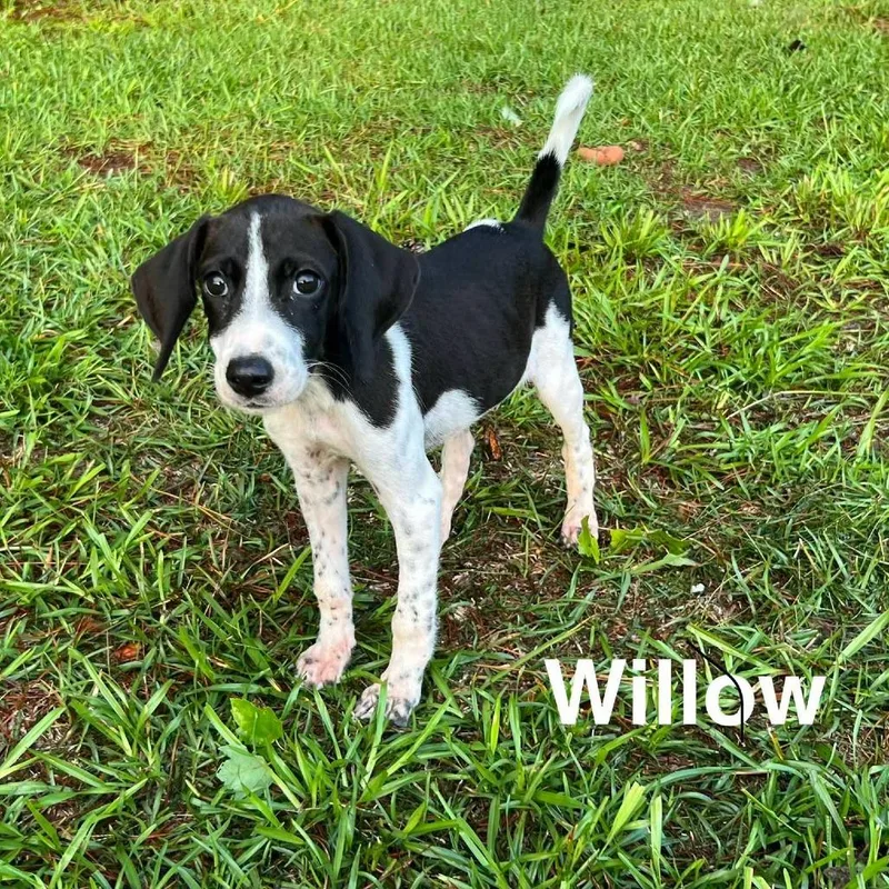 Willow