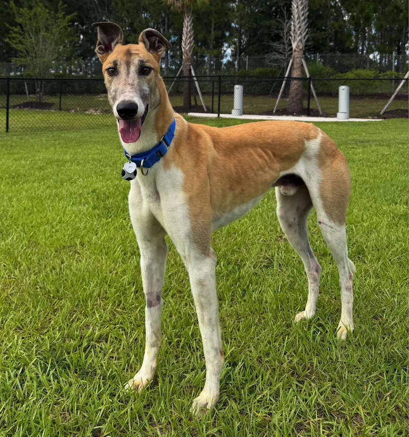 An adult large-sized male Greyhound dog named Lt Public Enemy for adoption in Tarpon Springs, FL