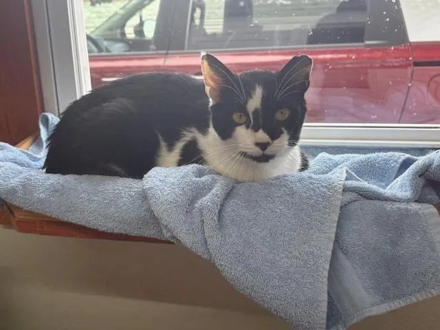 A baby small-sized male Black & White / Tuxedo Domestic Short Hair cat named Marvin for adoption in Breinigsville, PA