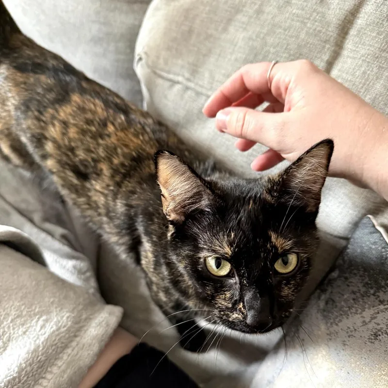 A young small-sized female Tortoiseshell Domestic Short Hair cat named Turtle for adoption in Fort Worth, TX