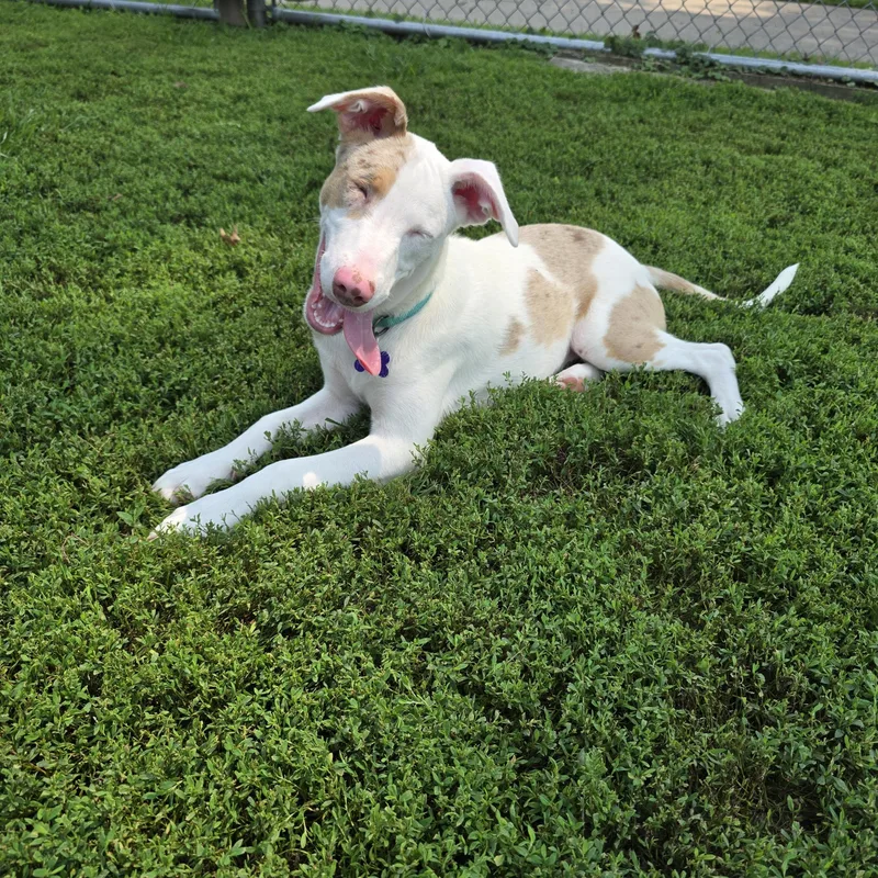 A baby small-sized female Merle (Red) Australian Shepherd dog named Quinn for adoption in Des Moines, IA