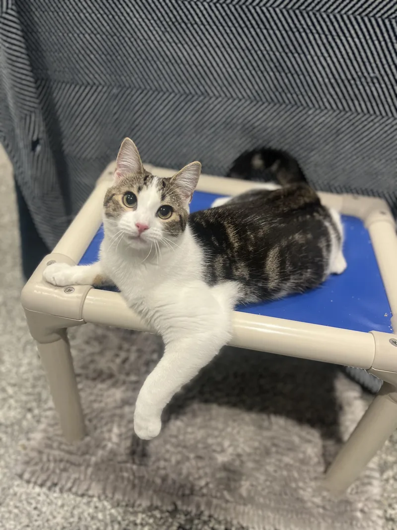 A baby small-sized female Black & White / Tuxedo Domestic Short Hair cat named Marie & Emily for adoption in Blackstone, MA