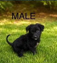 A baby medium-sized female Terrier dog named Aubrey for adoption in West Bloomfield, MI