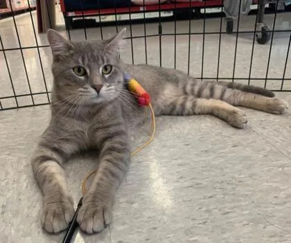 An adult medium-sized male Gray / Blue / Silver Domestic Short Hair cat named Tuffy for adoption in Kansas City, MO
