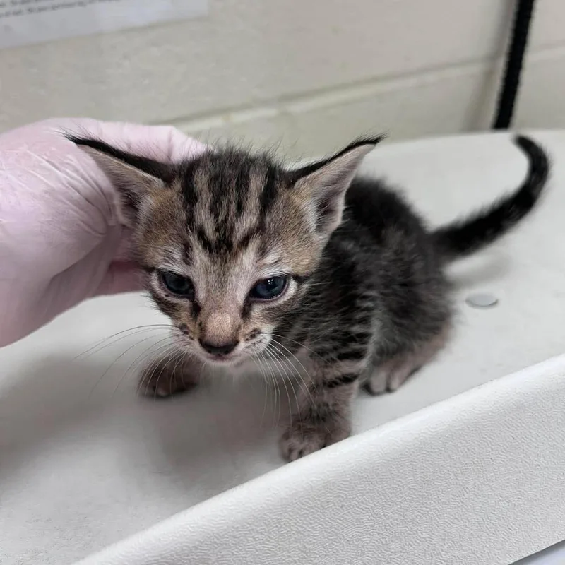A baby small-sized male Brown / Chocolate Domestic Short Hair cat named Fannie for adoption in Bastrop, TX