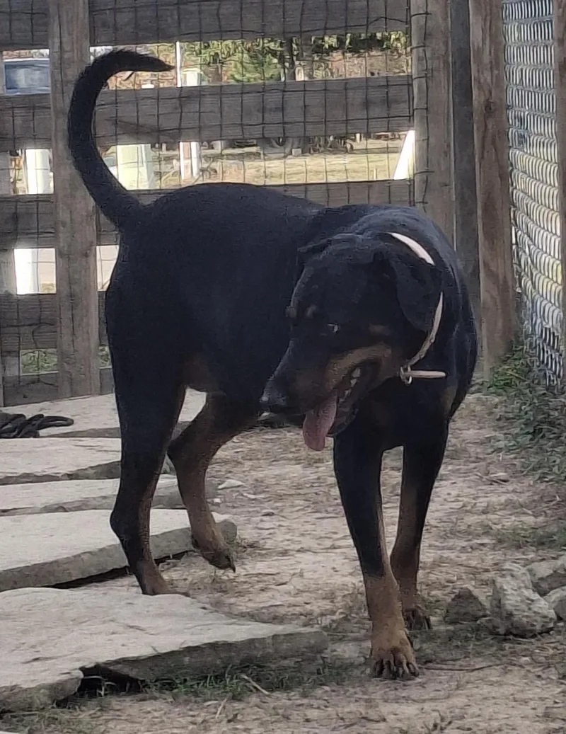 An adult large-sized female Doberman Pinscher dog named Baby for adoption in Spring, TX