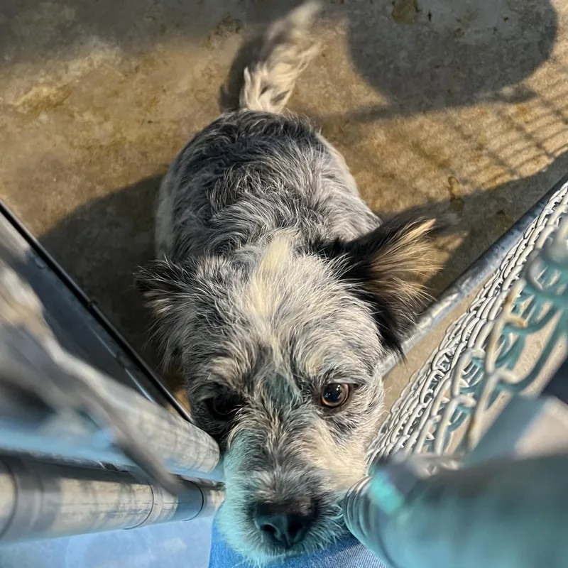 An adult medium-sized male Black Mixed Breed dog named Dusty for adoption in Las Cruces, NM
