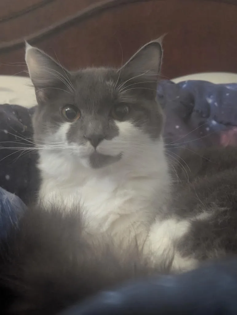 A young large-sized female Domestic Medium Hair cat named Amari for adoption in Augusta, GA