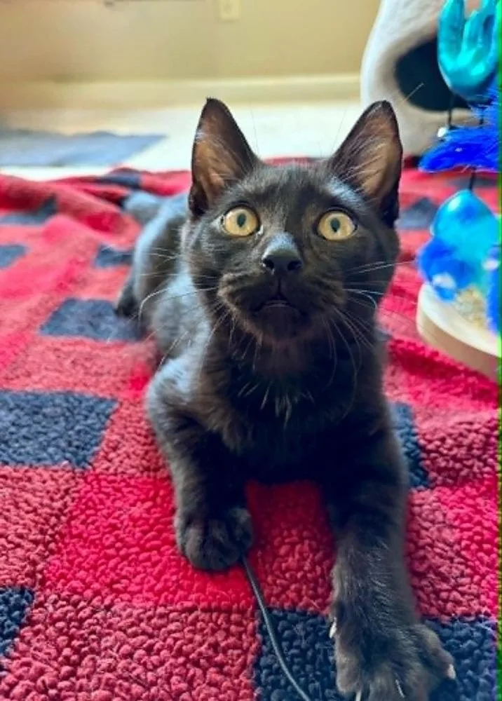 A baby small-sized male Black Domestic Short Hair cat named Bramble MT for adoption in Greenville, SC