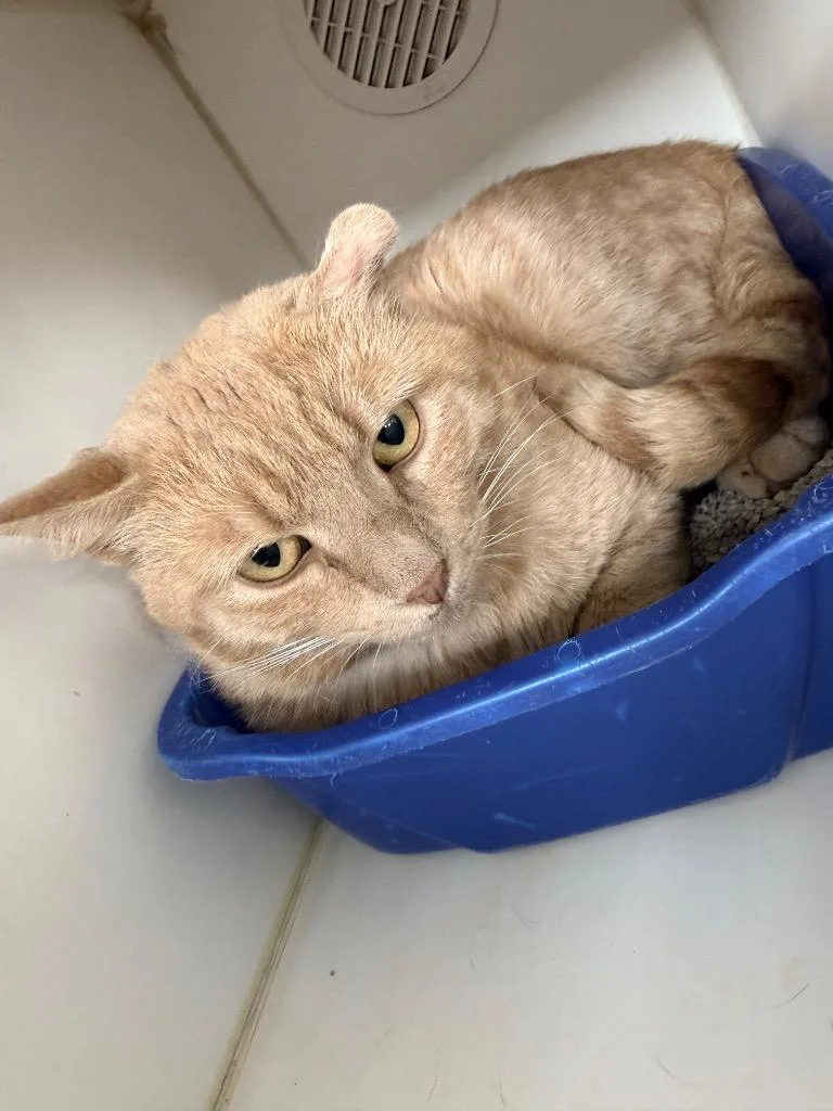 A young large-sized male Domestic Short Hair cat named Turner for adoption in Sapulpa, OK