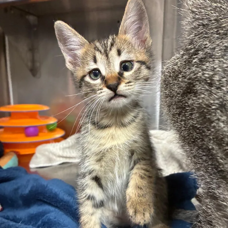 A baby small-sized male Domestic Short Hair cat named Goober for adoption in Pensacola, FL