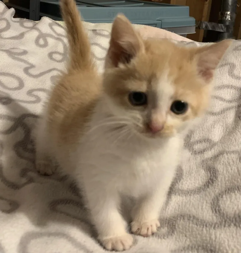 A baby small-sized male Buff & White Domestic Short Hair cat named Dutton for adoption in Turnersville, NJ
