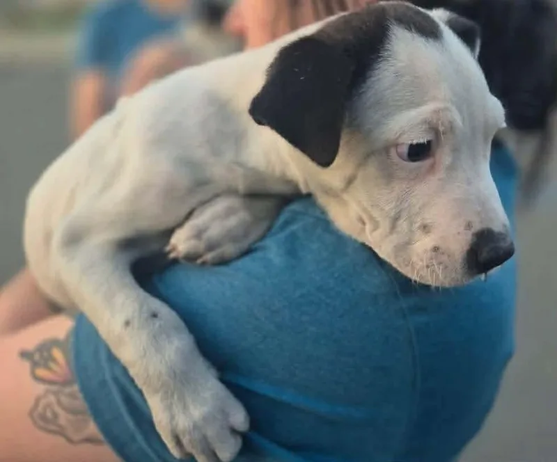 A young medium-sized male Great Pyrenees dog named Echo  Weeks Avail for adoption in Sterling, MA