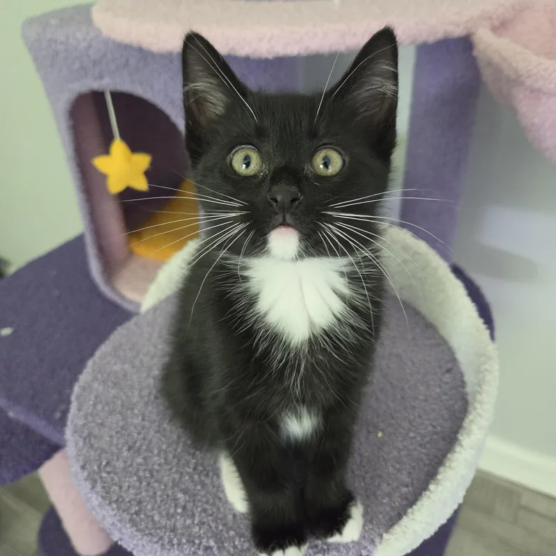 A baby medium-sized female Black & White / Tuxedo Domestic Short Hair cat named Cedar for adoption in Fort Oglethorpe, GA