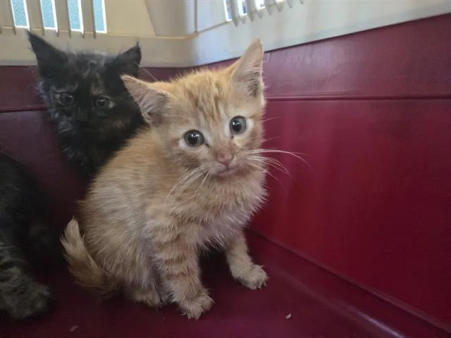 A baby small-sized male Domestic Short Hair cat named Northwind for adoption in Antioch, CA