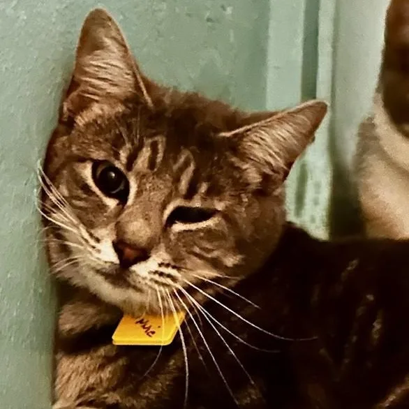 Minnie  Shy Lovely thumbnail 2