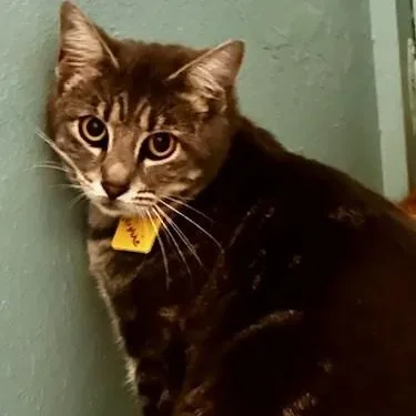 Minnie  Shy Lovely thumbnail 3