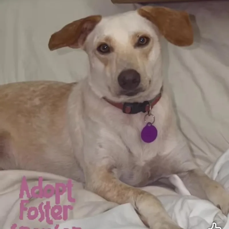 A young medium-sized male Mixed Breed dog named Bobby for adoption in Rincon, PR