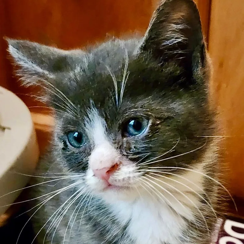 A baby medium-sized male Gray & White Domestic Short Hair cat named Smiley for adoption in Gastonia, NC