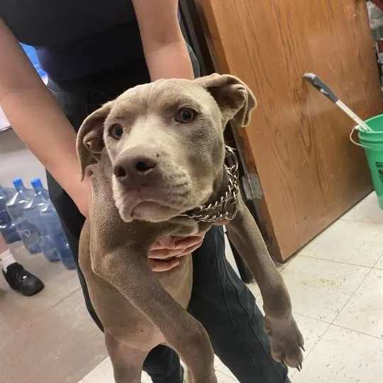 A young medium-sized female Gray / Blue / Silver Mixed Breed dog named Morocco for adoption in Davenport, IA