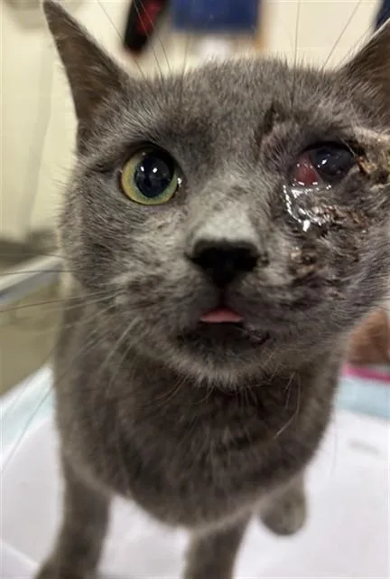 An adult medium-sized female Domestic Short Hair cat named Connie for adoption in Upper Marlboro, MD