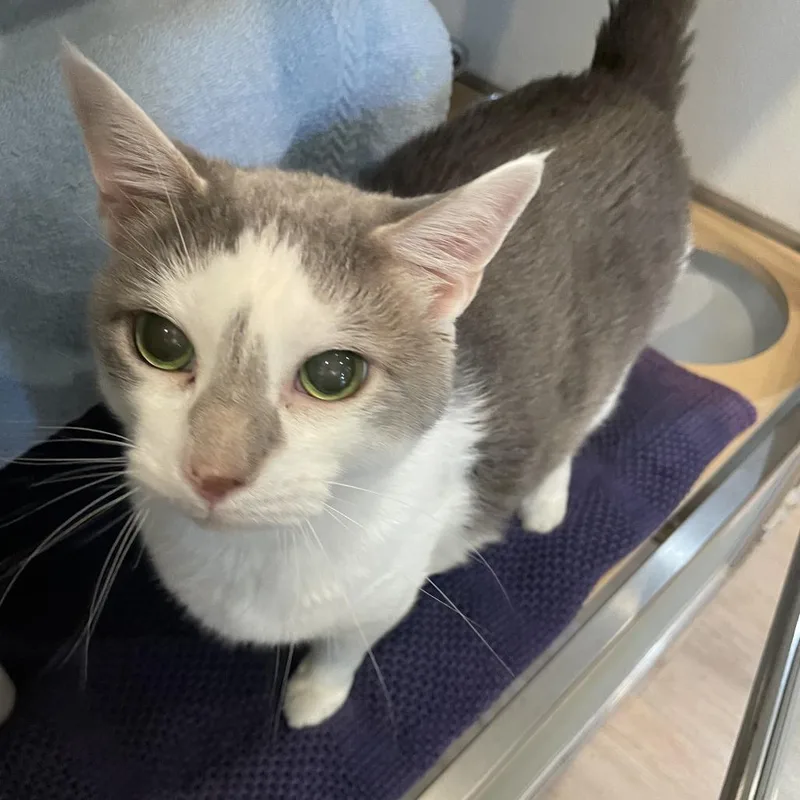 A senior extra large-sized male Gray / Blue / Silver Domestic Short Hair cat named Dickson for adoption in Saint Charles, MO