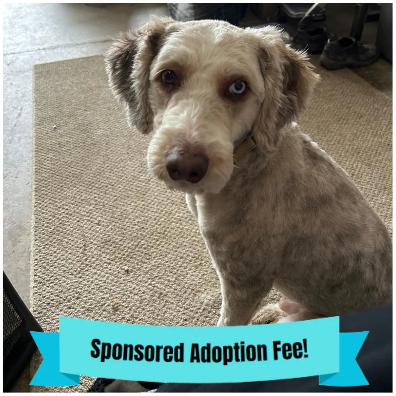 An adult medium-sized male Gray / Blue / Silver Australian Shepherd dog named Scooby for adoption in Novelty, OH