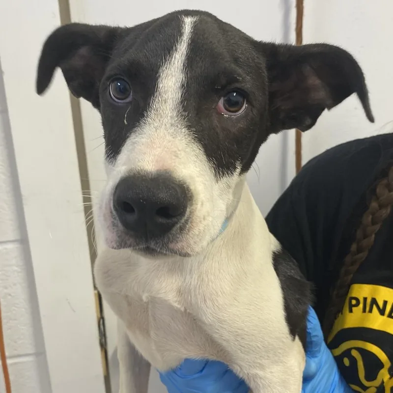 A baby small-sized male Black Labrador Retriever dog named Gerald for adoption in Hattiesburg, MS