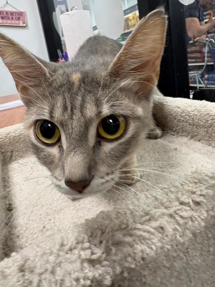 A baby small-sized female Gray / Blue / Silver Domestic Short Hair cat named Rita for adoption in Orlando, FL