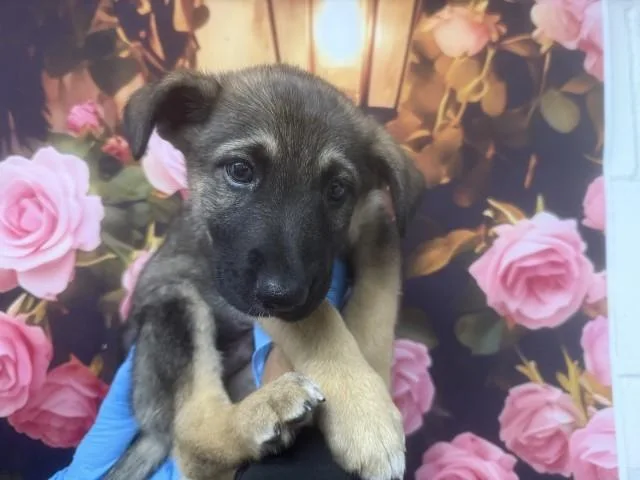 A baby small-sized male German Shepherd Dog dog named Beau for adoption in San Bernardino, CA
