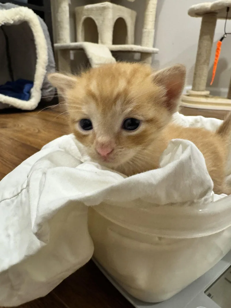 A baby medium-sized male Orange / Red Domestic Short Hair cat named Ja'marr for adoption in Washington, DC