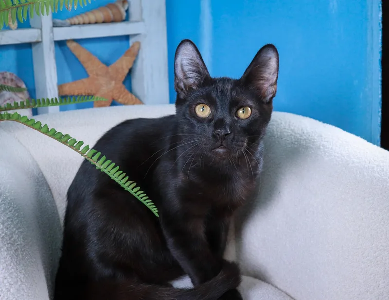 A baby medium-sized male Black Domestic Short Hair cat named Umbra for adoption in Parker, TX