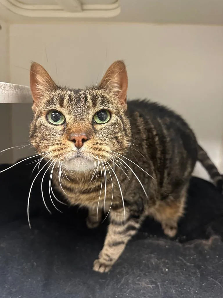 An adult medium-sized female Domestic Short Hair cat named Nala for adoption in Johnson City, TN