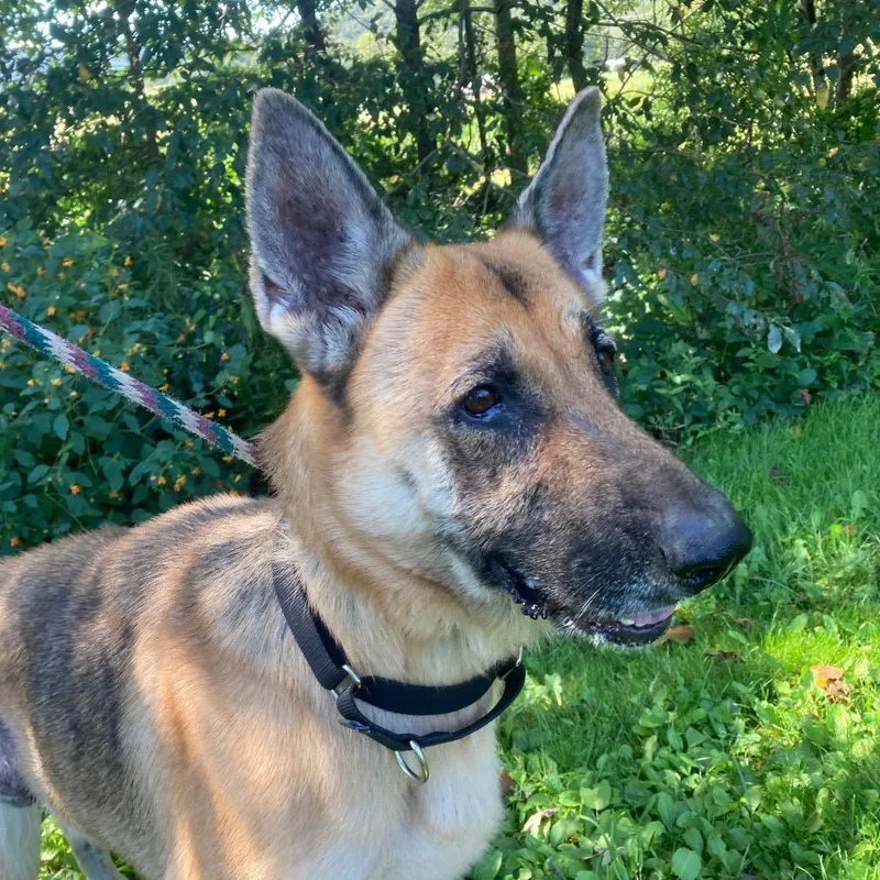 An adult large-sized female Black German Shepherd Dog dog named Sophia for adoption in New Ringgold, PA