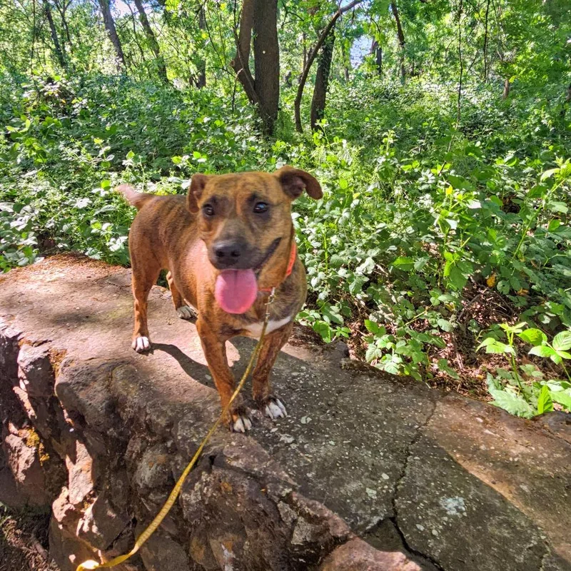 An adult medium-sized female Brindle American Staffordshire Terrier dog named Skye for adoption in Chico, CA