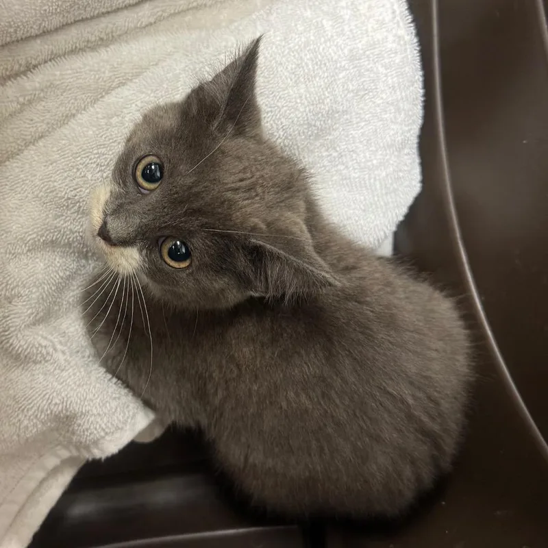 A baby small-sized female Gray / Blue / Silver Domestic Short Hair cat named Distribution Center for adoption in York, PA