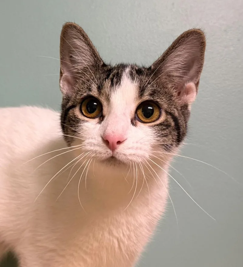 A young medium-sized female Tabby (Brown / Chocolate) Domestic Short Hair cat named Trixie for adoption in Amery, WI