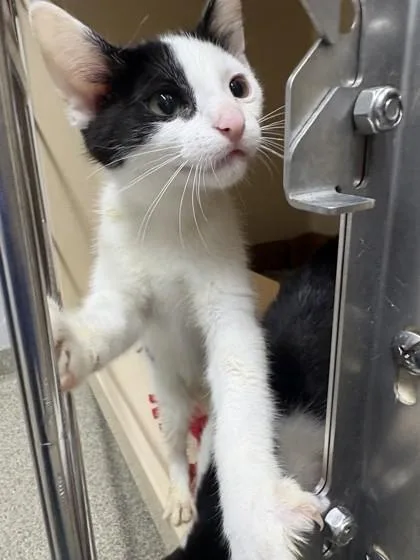 A baby medium-sized female Domestic Short Hair cat named Row for adoption in Pequot Lakes, MN