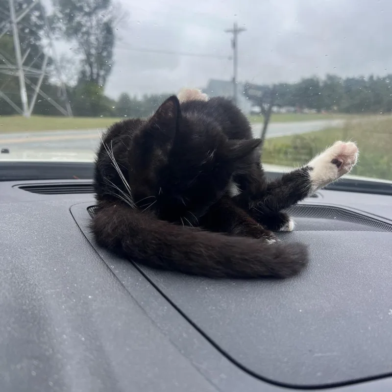 A baby small-sized female Black Domestic Short Hair cat named Lila for adoption in Greensboro, NC