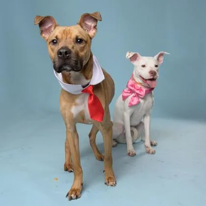 An adult small-sized male Mixed Breed dog named Junior for adoption in Atlanta, GA