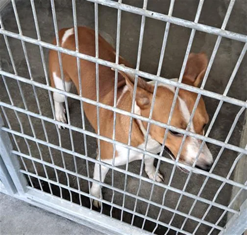 An adult small-sized female Rat Terrier dog named Roxy for adoption in Texas City, TX