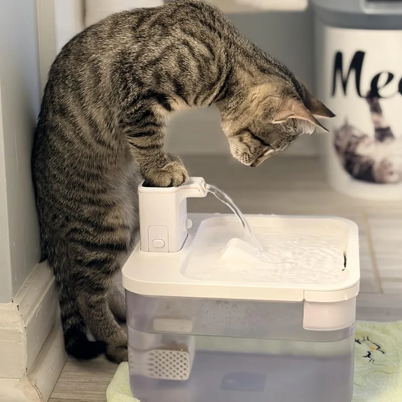 A baby small-sized male Domestic Short Hair cat named Foxy for adoption in Cumming, GA