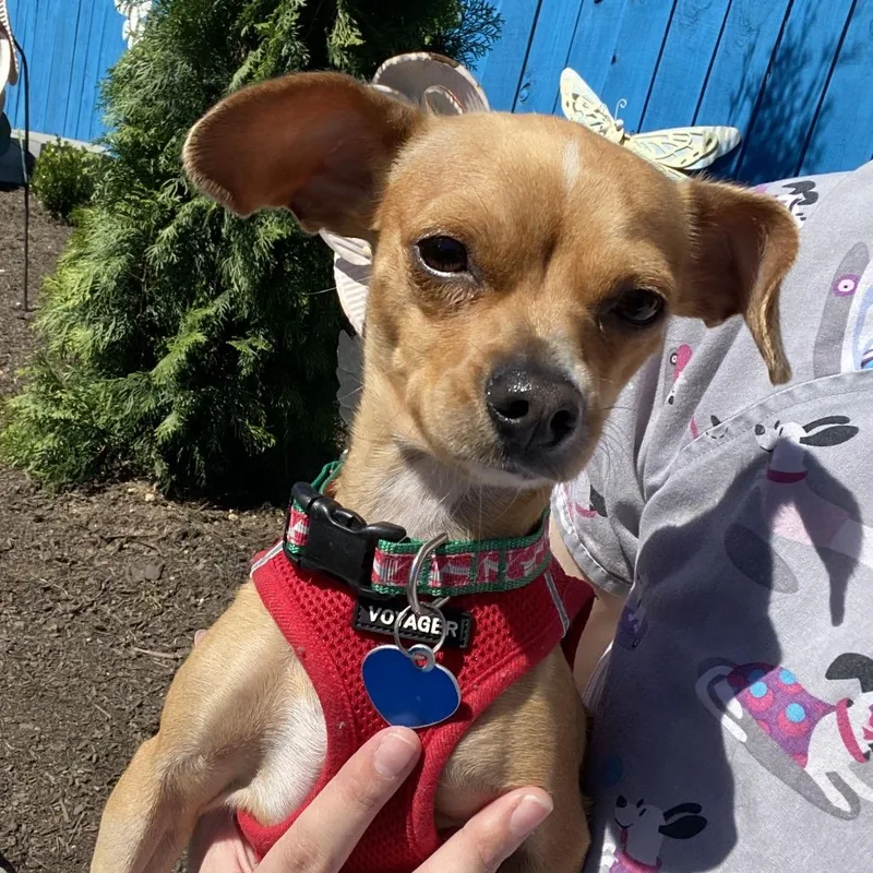 A young small-sized female Yellow / Tan / Blond / Fawn Mixed Breed dog named Eevee for adoption in Fletcher, NC