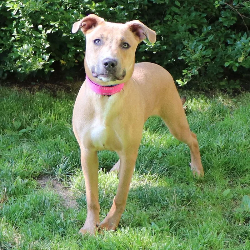 A young medium-sized male Mixed Breed dog named Popeye for adoption in Port Washington, NY