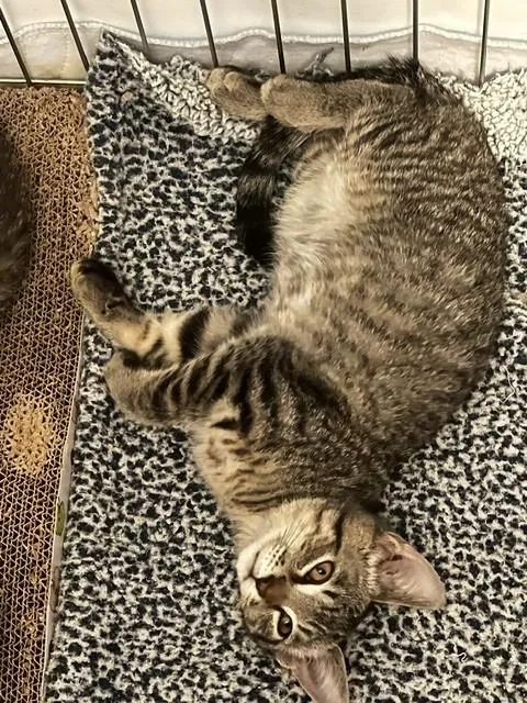 Samson