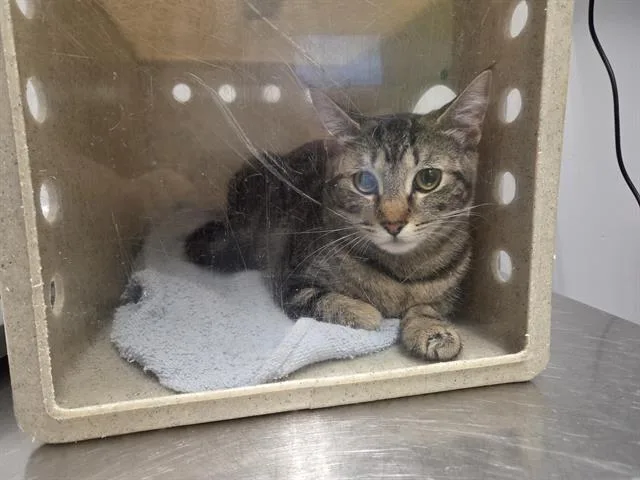 A young medium-sized female Domestic Short Hair cat named Lili for adoption in Kent, WA
